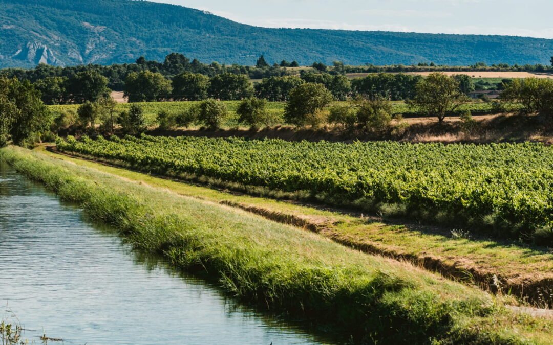 Les routes des vins autour de Narbonne : Un voyage gustatif à travers le terroir languedocien